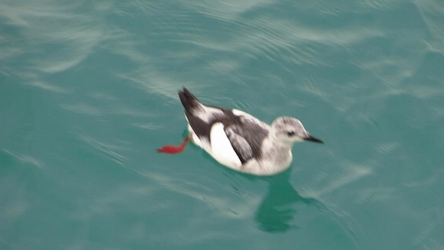 Black Guillemot - ML515109711