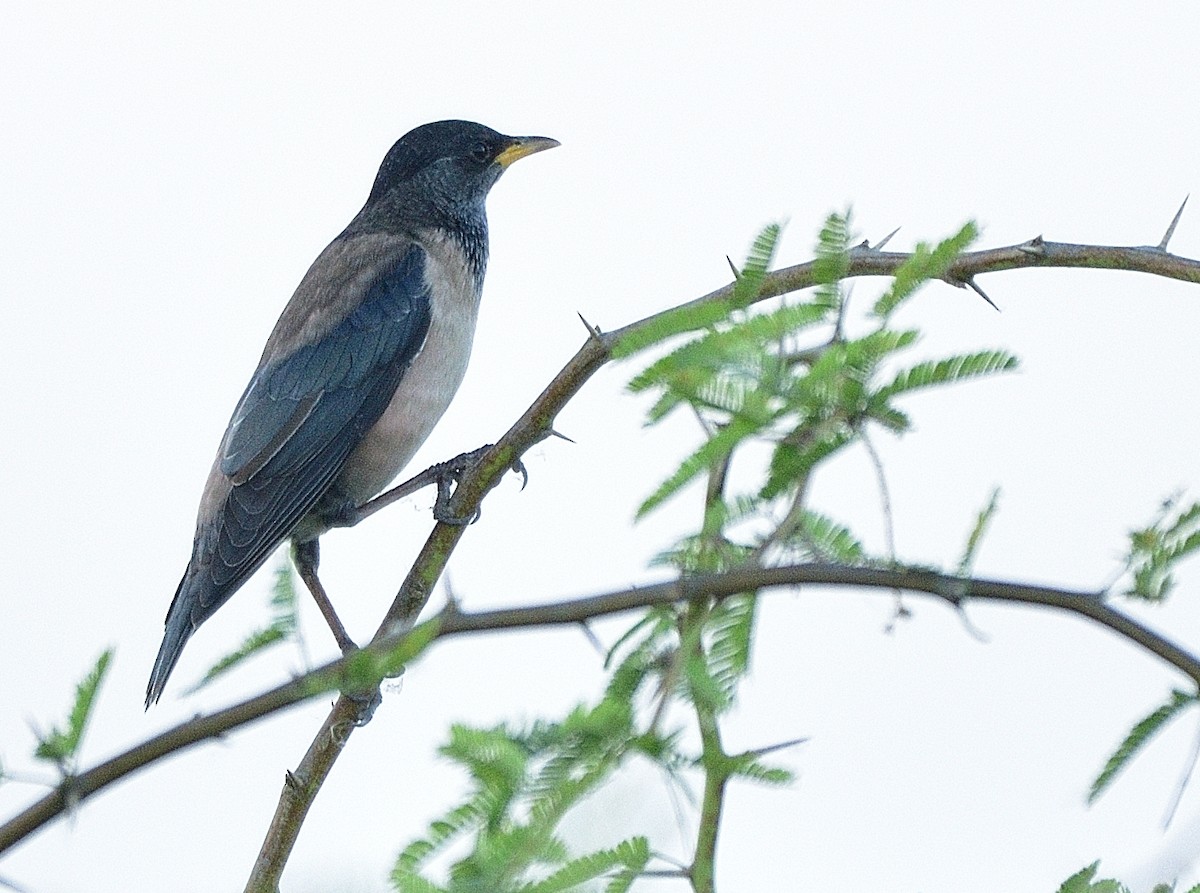 Rosy Starling - ML515110721