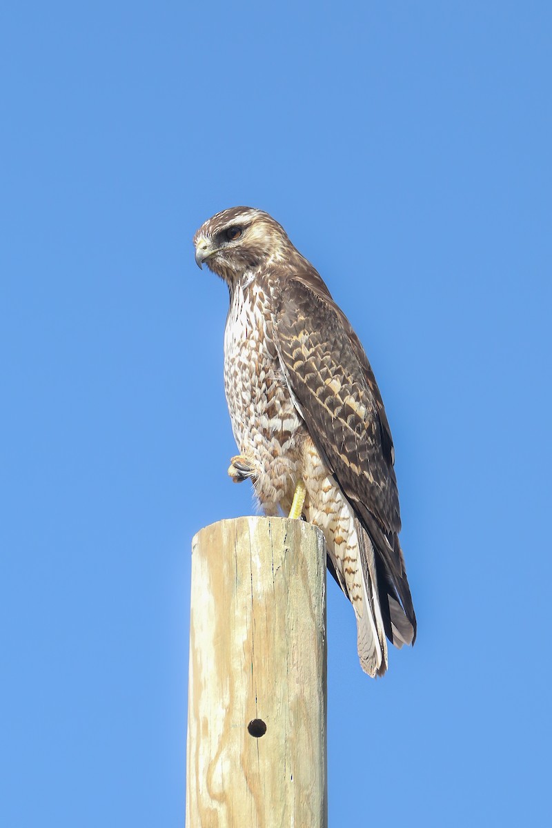 Variable Hawk - Frank Thierfelder