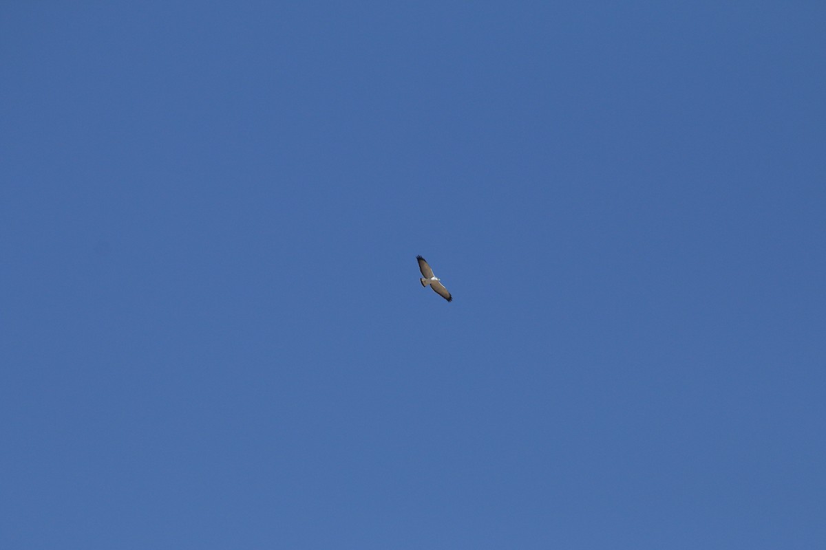Variable Hawk - ML515110871