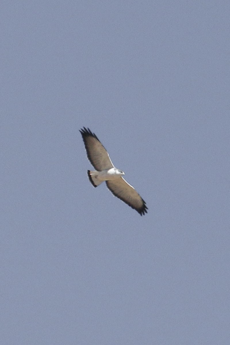 Variable Hawk - ML515110891