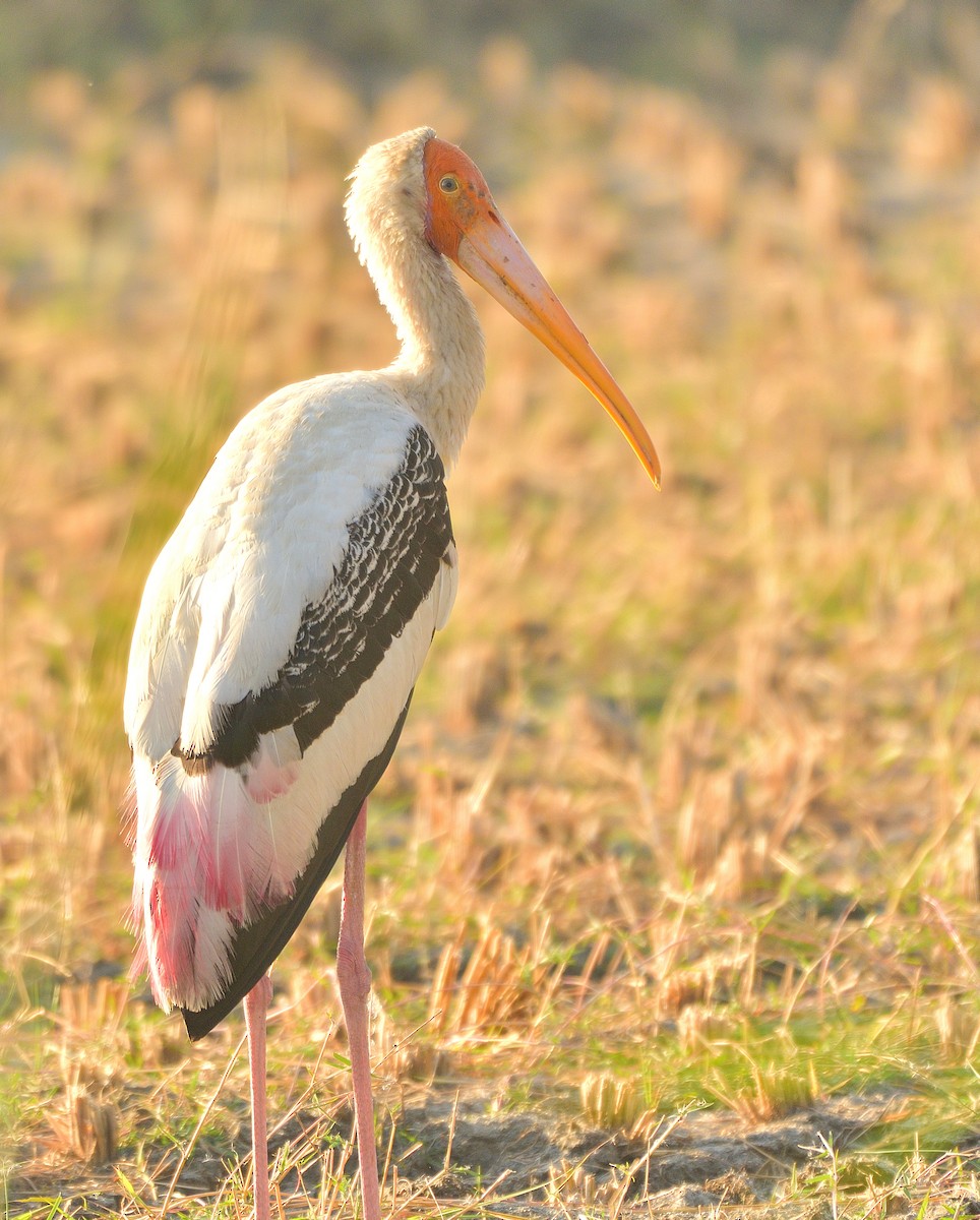 Painted Stork - ML515112121