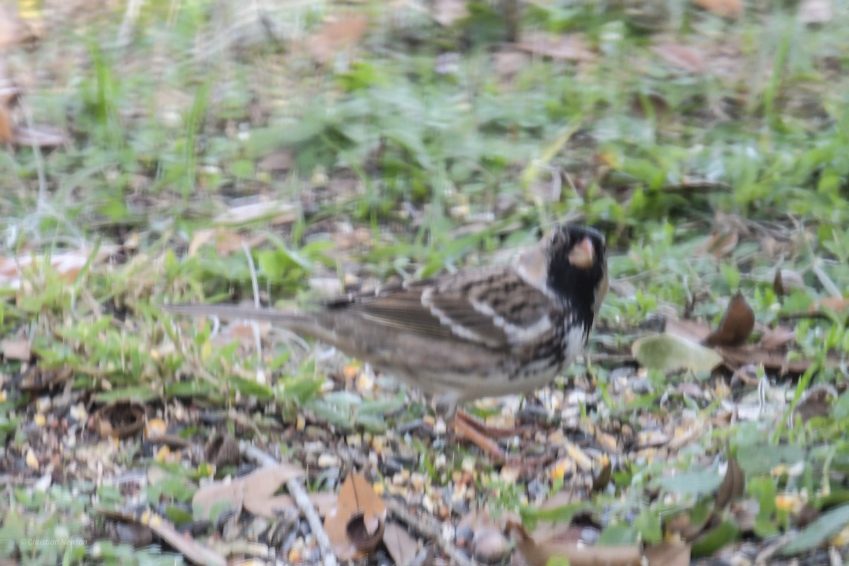 Harris's Sparrow - ML515114621