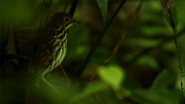 Streak-chested Antpitta (Eastern Panama) - ML515115