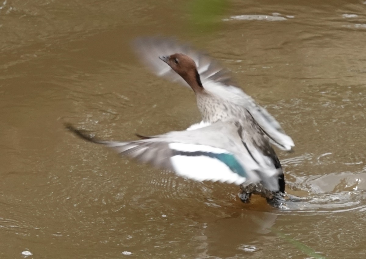Maned Duck - ML515115011
