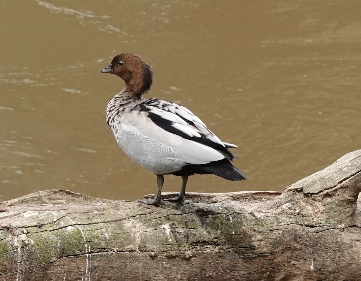 Maned Duck - ML515115021