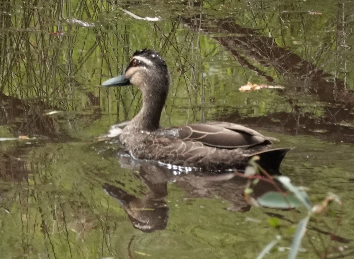 Pacific Black Duck - ML515115041