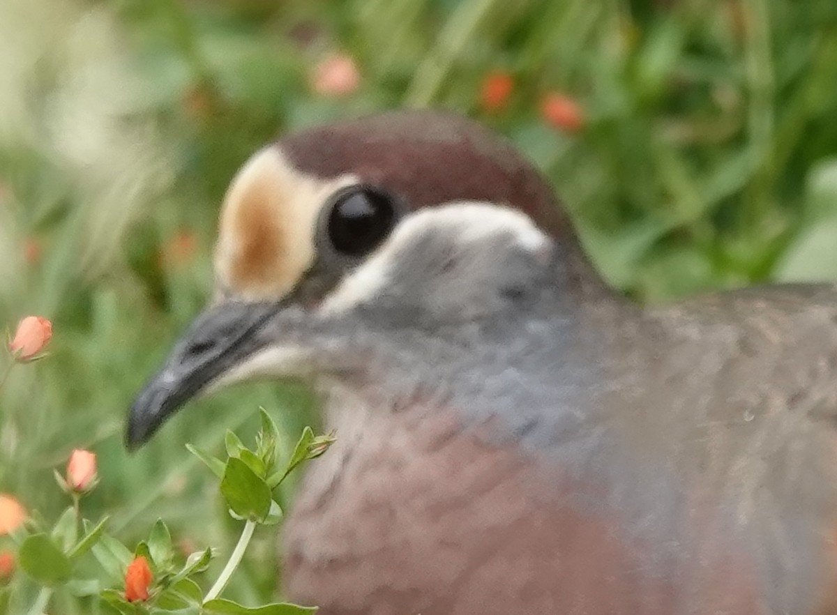 Common Bronzewing - ML515115051