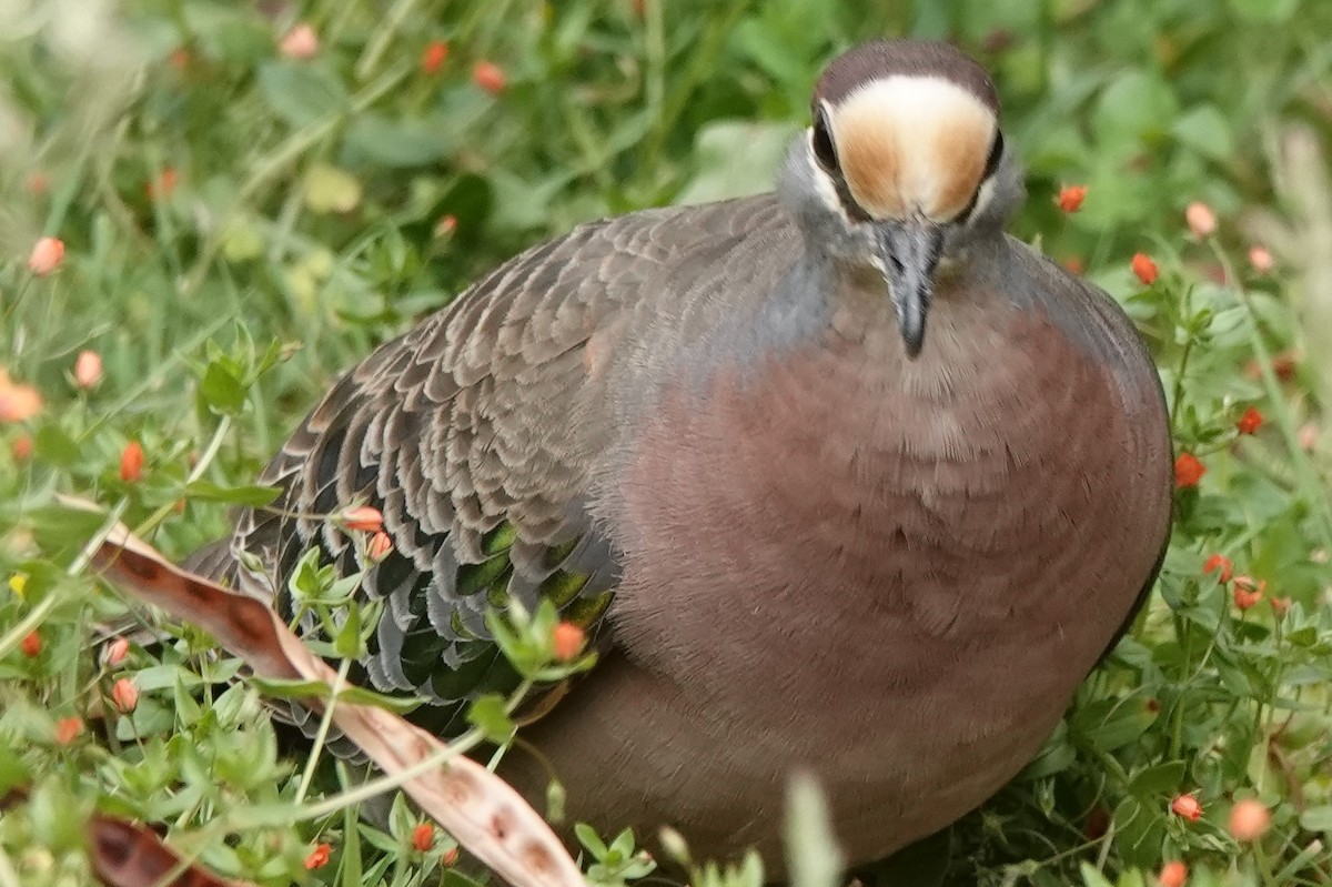 Common Bronzewing - ML515115061