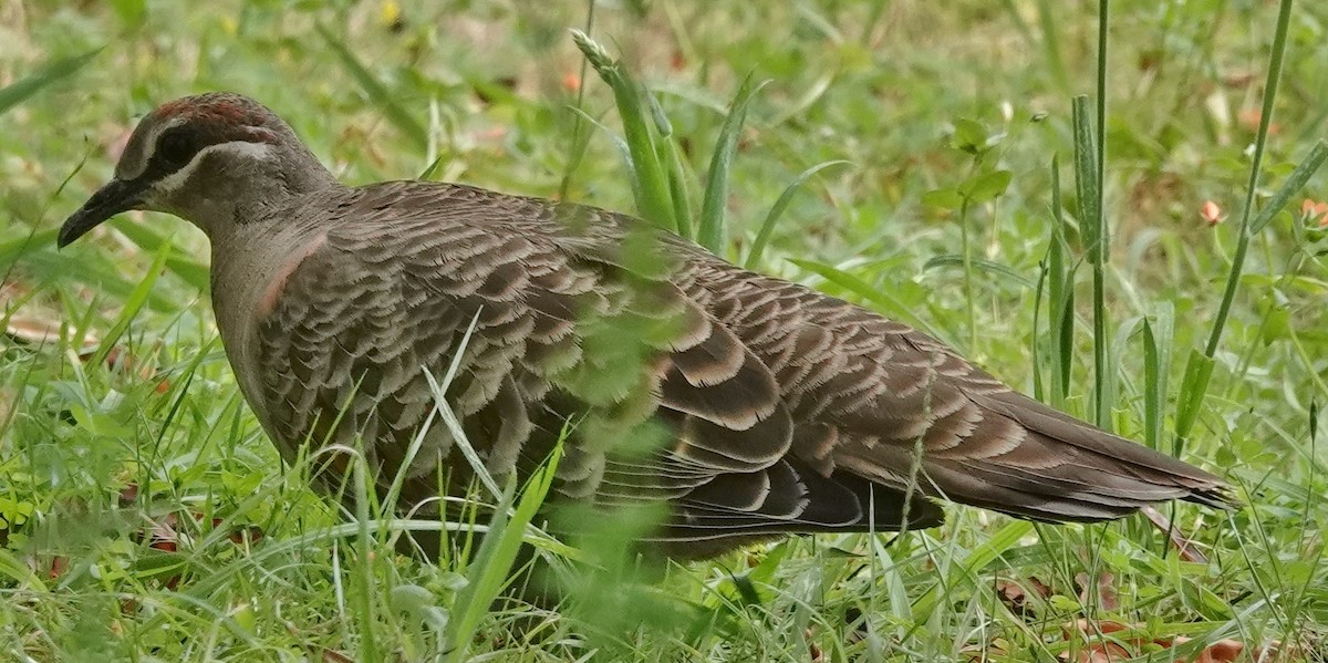 Common Bronzewing - ML515115071