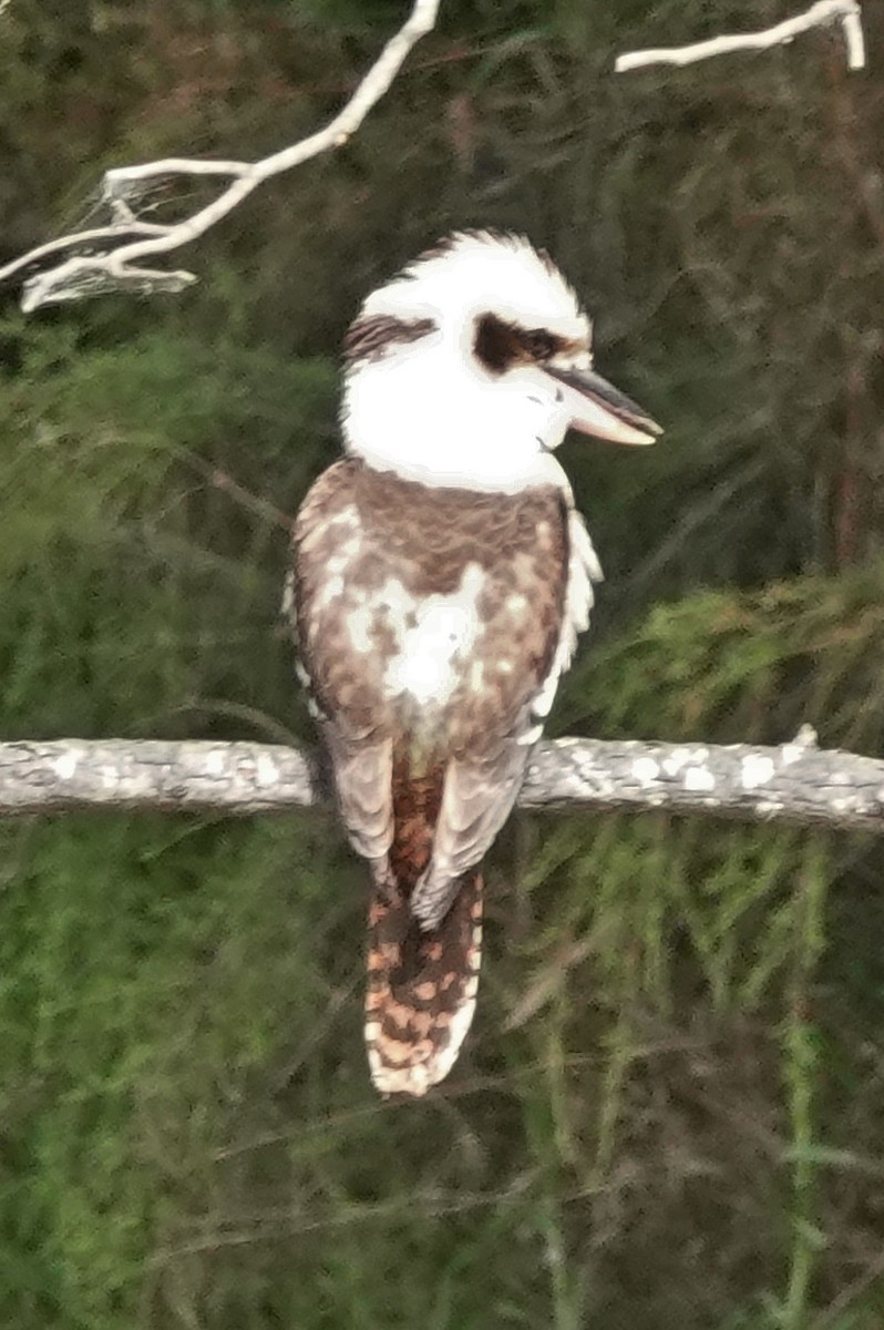 Laughing Kookaburra - ML515115091