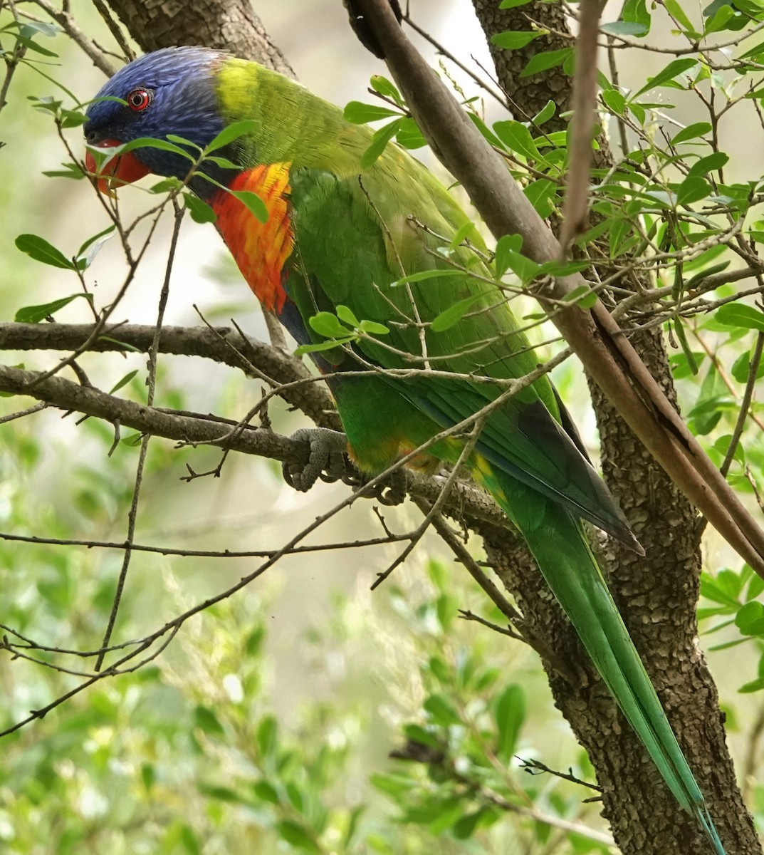 Rainbow Lorikeet - ML515115111