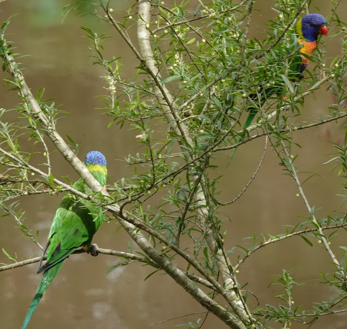 Rainbow Lorikeet - ML515115121