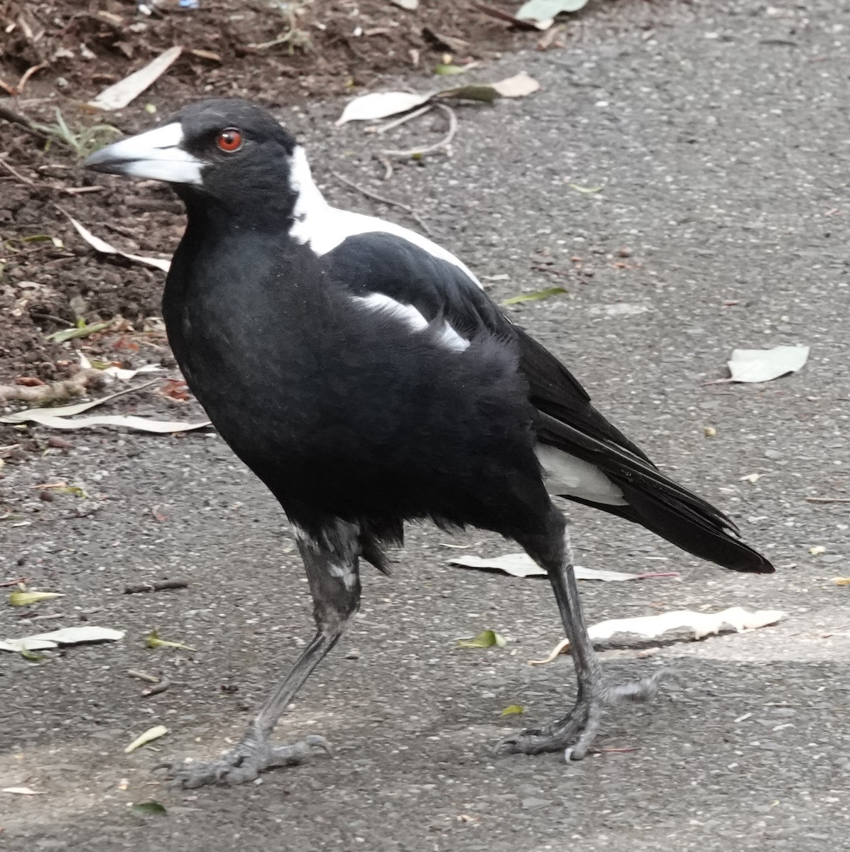 Australian Magpie (White-backed) - ML515115151