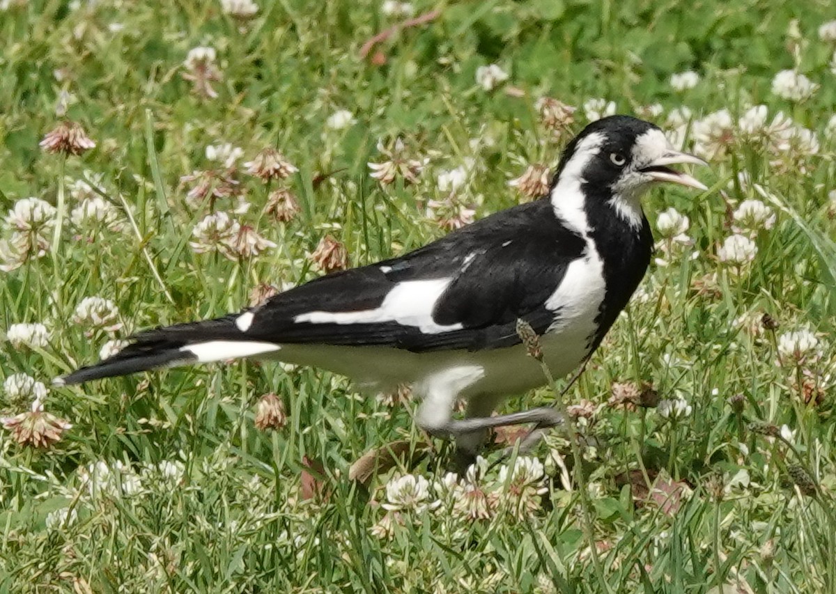 Magpie-lark - ML515115191