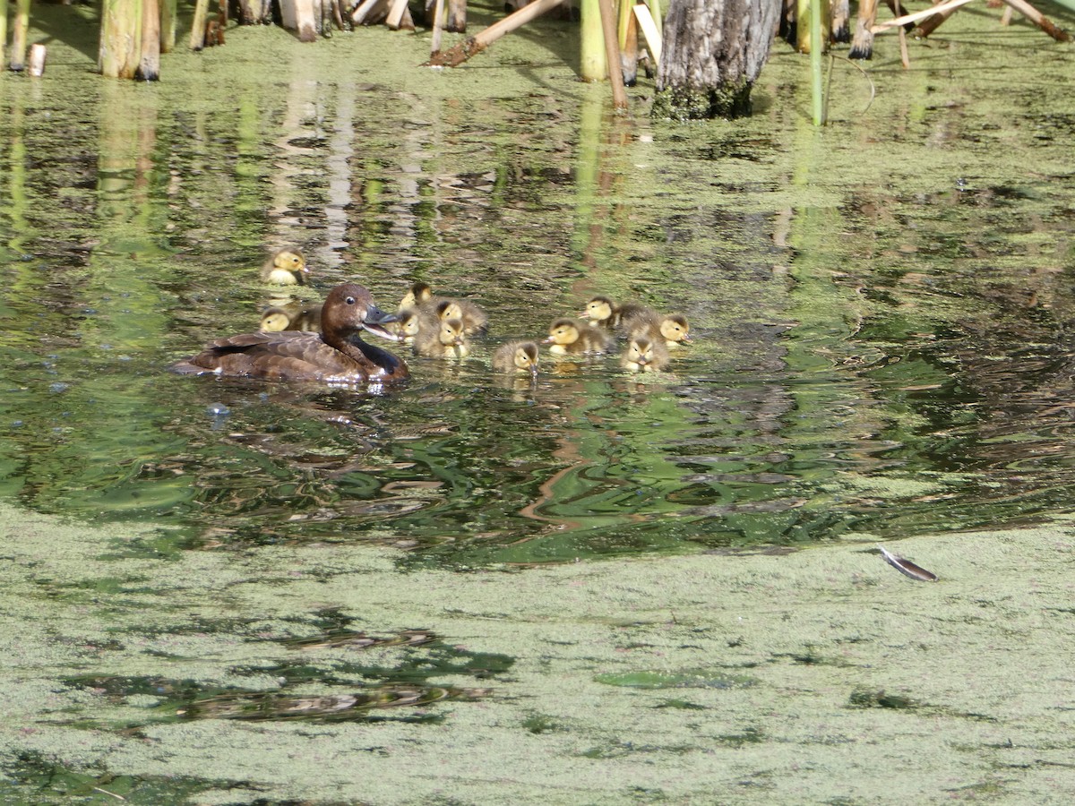 polák australský - ML515116271