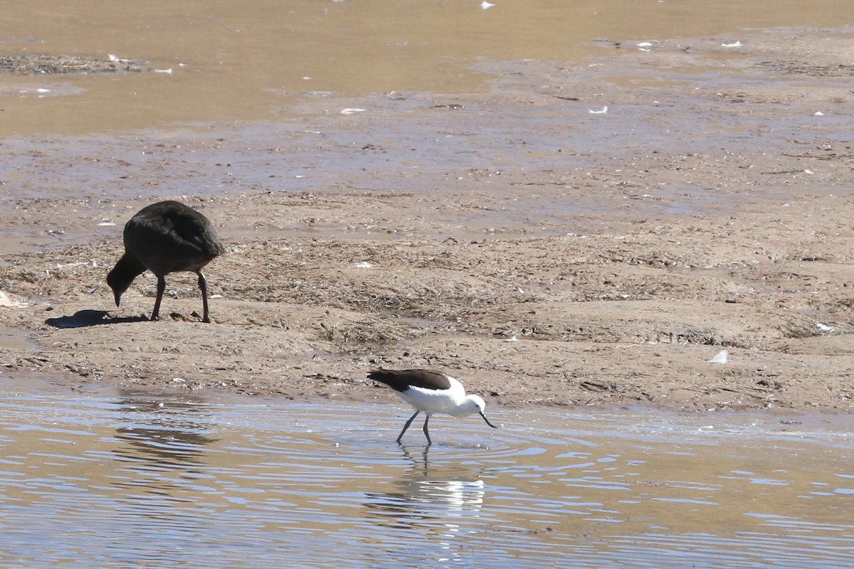 Andean Avocet - Frank Thierfelder