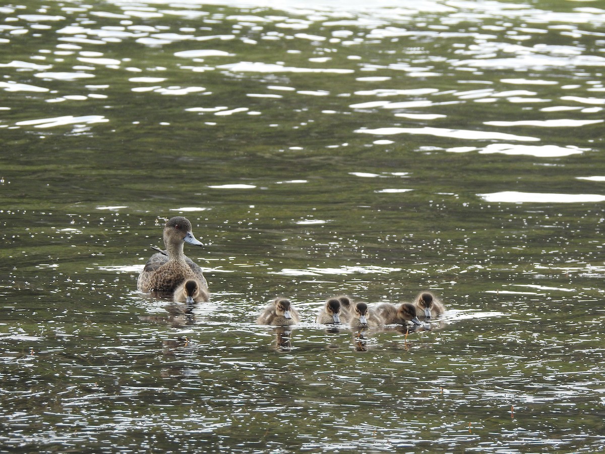 Chestnut Teal - ML515116691