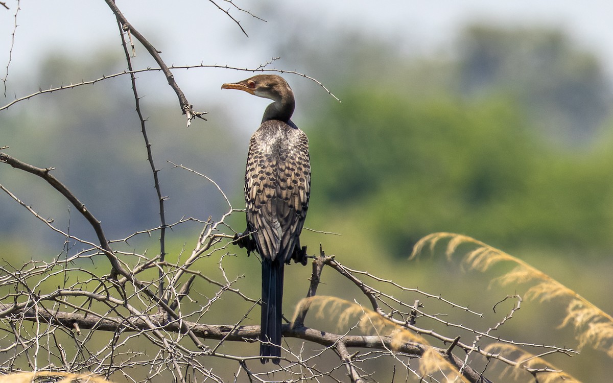 Long-tailed Cormorant - Eero Rasi