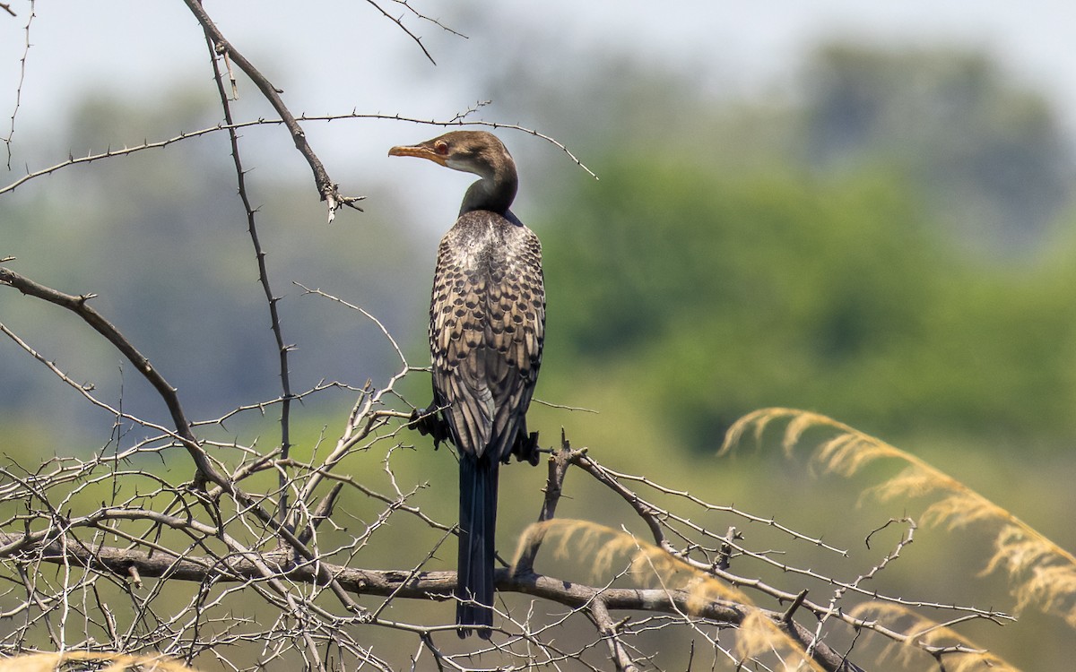 Reed Cormorant - Eero Rasi