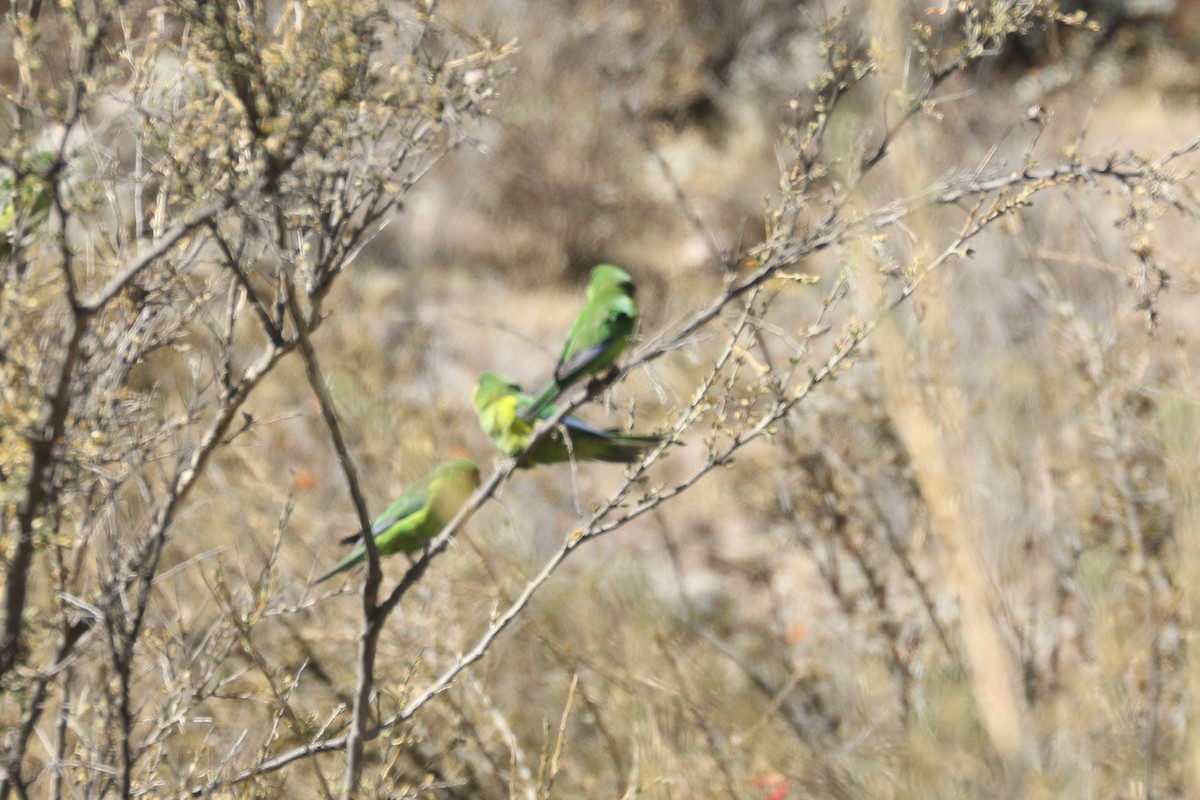 Mountain Parakeet - ML515117381