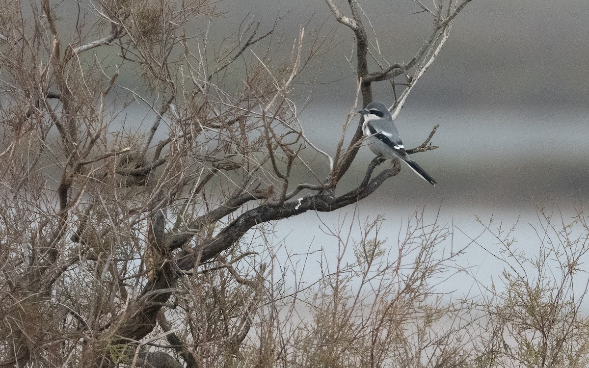 Iberian Gray Shrike - ML515117511