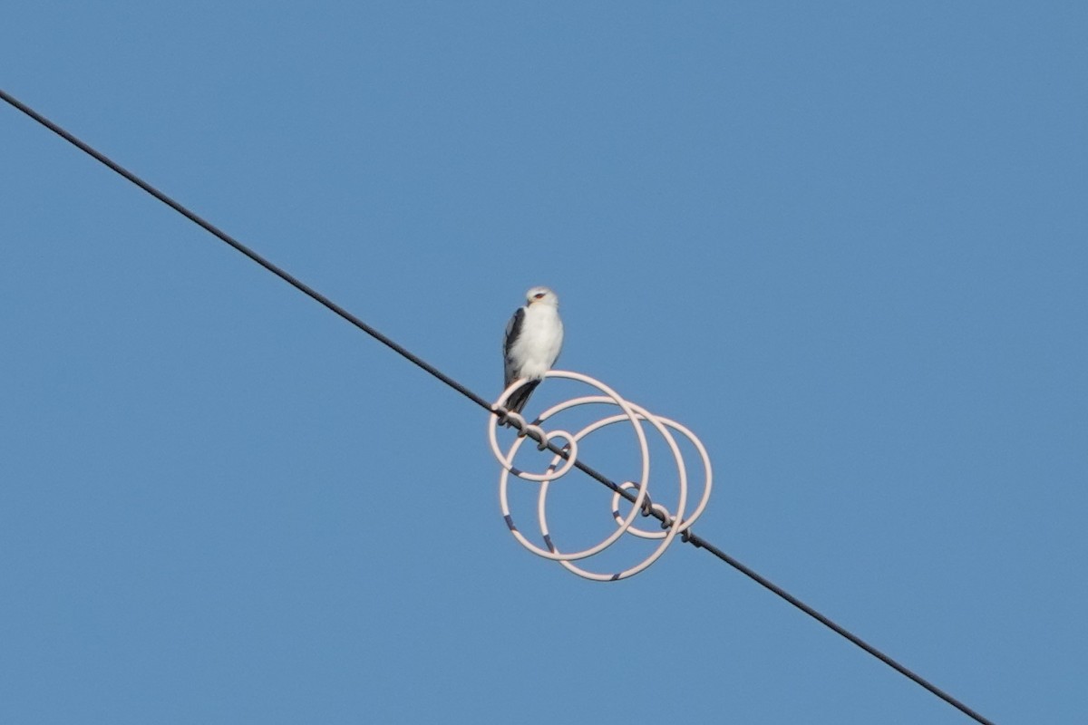 Black-winged Kite - ML515117761