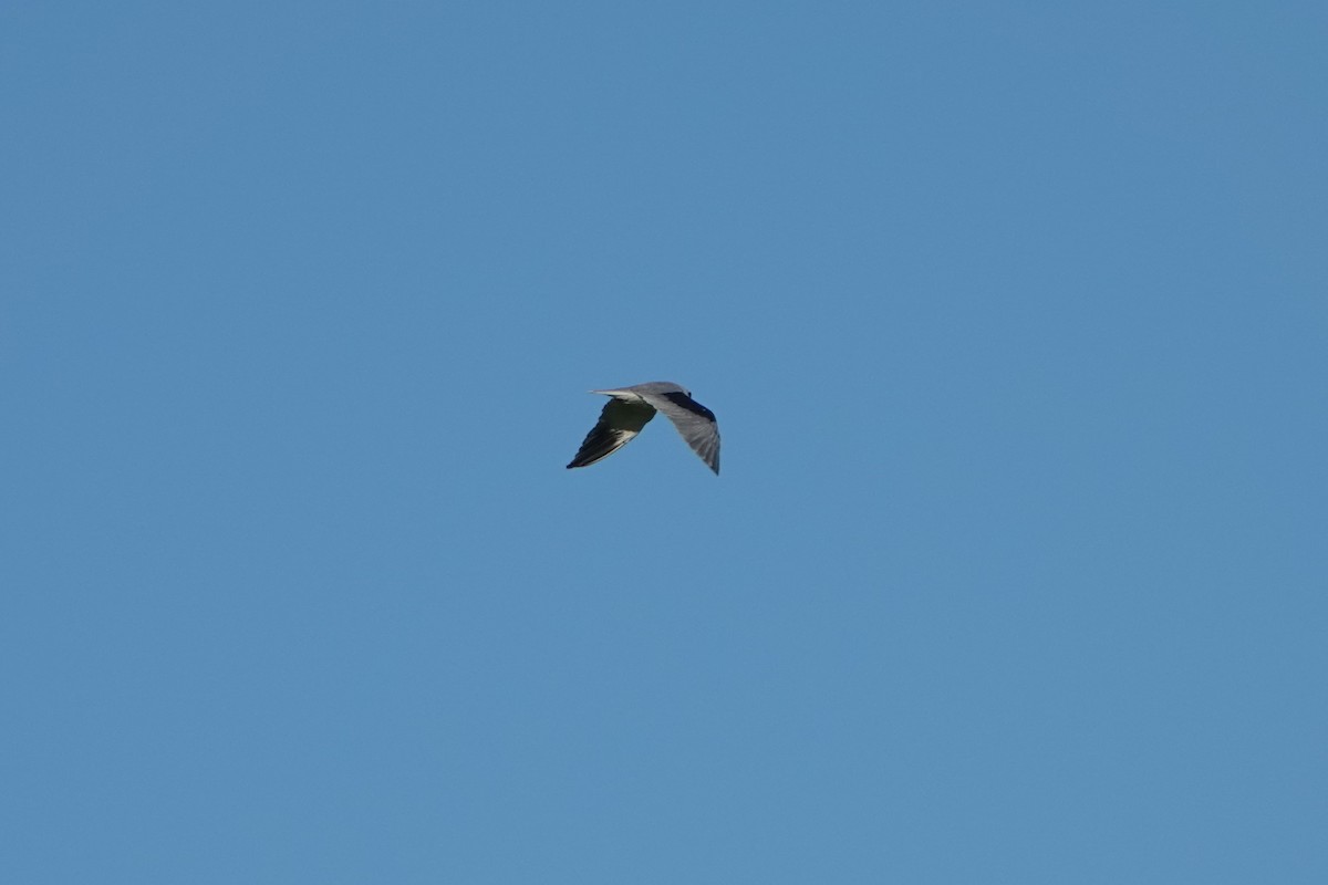 Black-winged Kite - ML515117771
