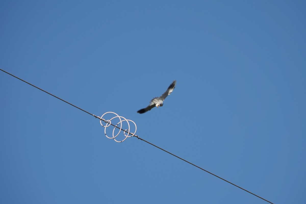 Black-winged Kite - Josh Lee