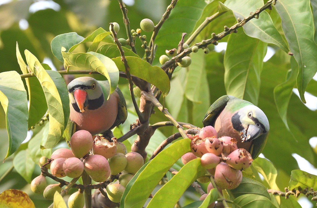 Red-breasted Parakeet - ML515117851