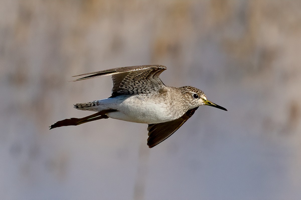 Bruchwasserläufer - ML515118501