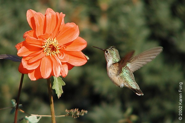 Colibrí Calíope - ML515118991