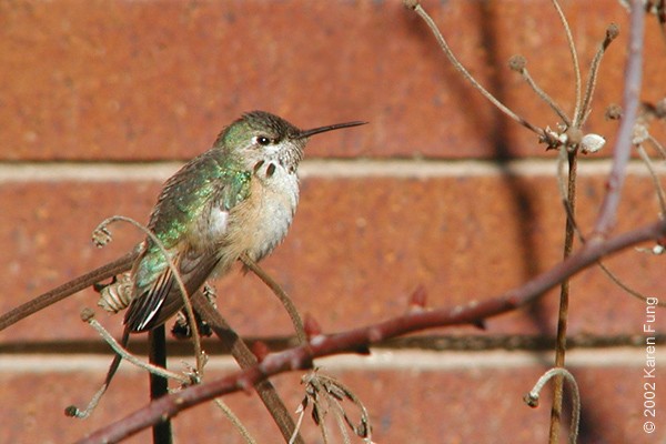 Calliope Hummingbird - ML515119001