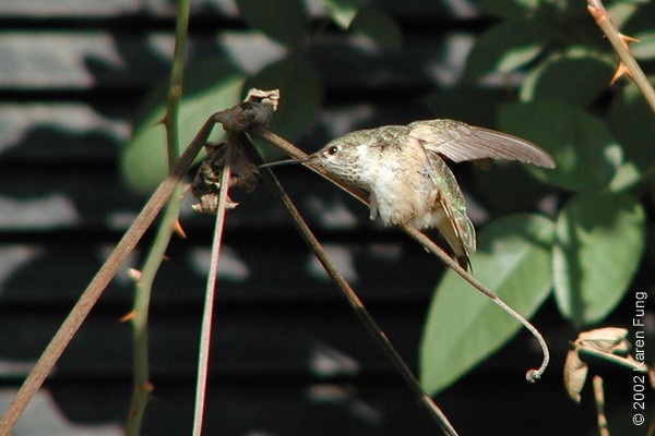 Colibrí Calíope - ML515119011