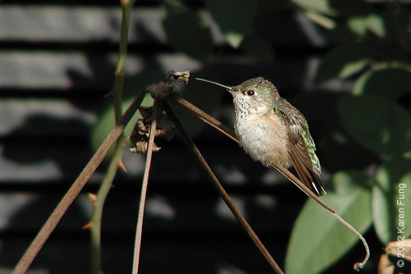 Calliope Hummingbird - ML515119021