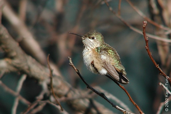 Calliope Hummingbird - ML515119051