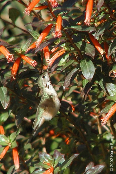 Calliope Hummingbird - Karen Fung