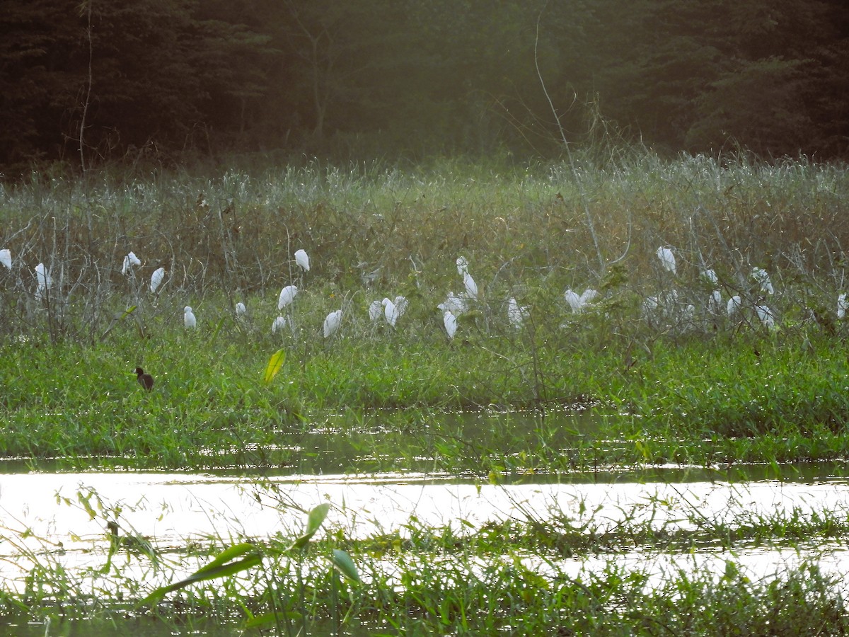 Western Cattle Egret - ML515119941