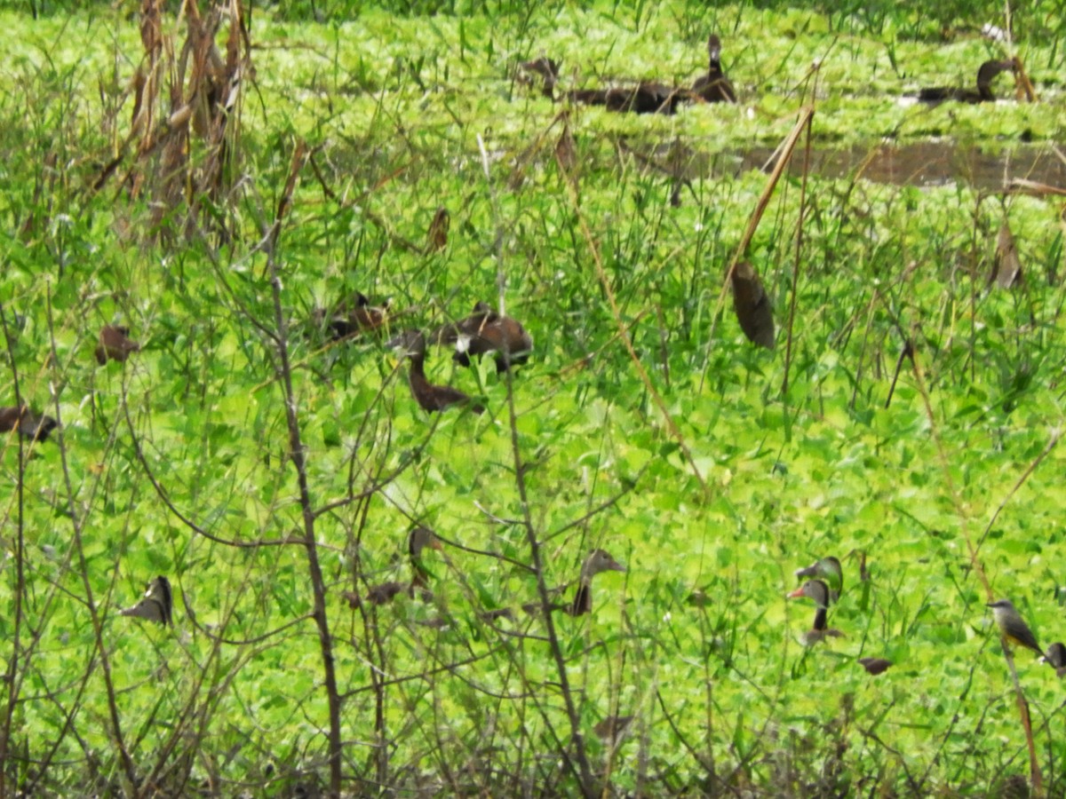 Black-bellied Whistling-Duck - ML515120131