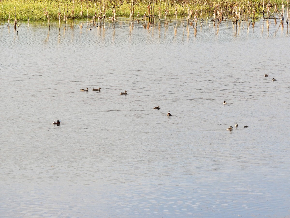 Ruddy Duck - ML515120741