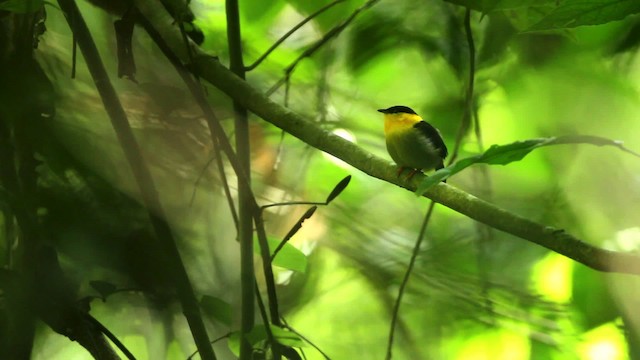 Golden-collared Manakin - ML515121