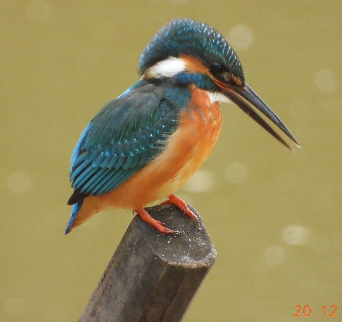 Common Kingfisher - Glenn Morris