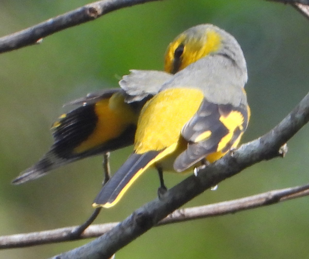 Scarlet Minivet - ML515121091