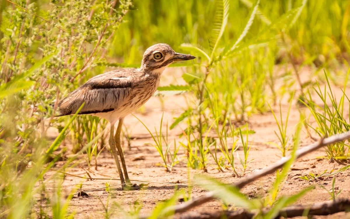 Water Thick-knee - Wian van Zyl - One Day Safaris