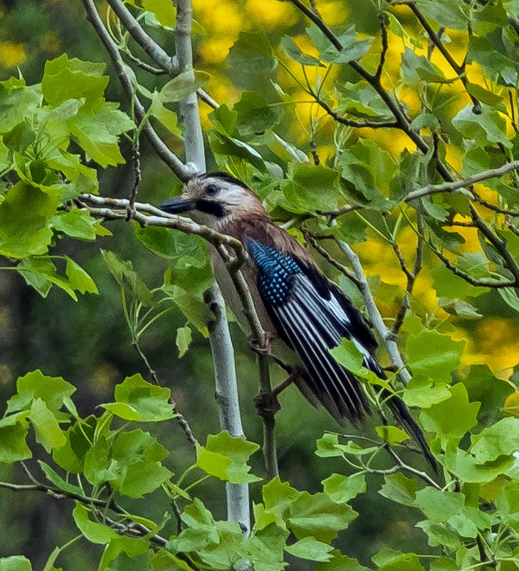 Eurasian Jay - ML515121851