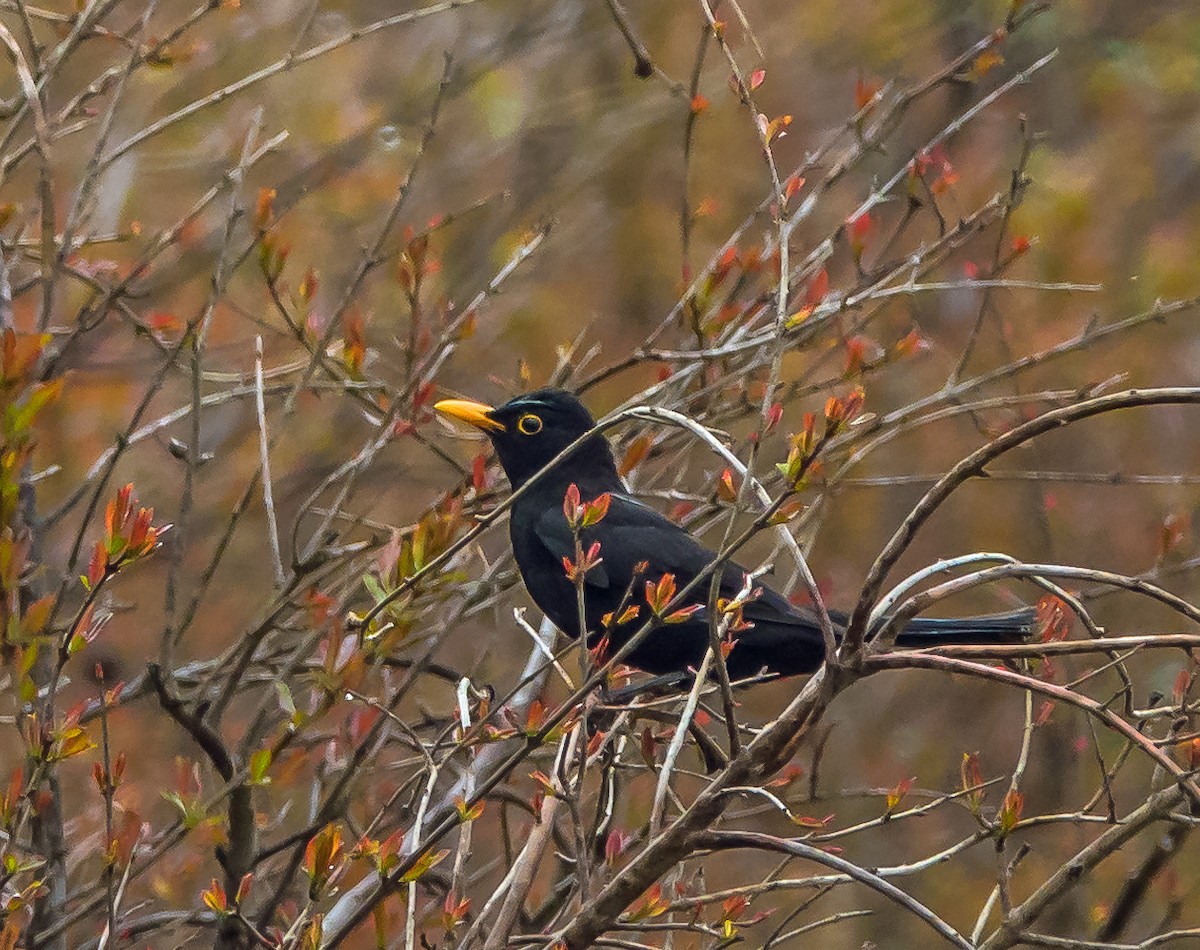 Eurasian Blackbird - ML515121861