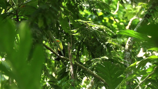 Keel-billed Toucan - ML515122