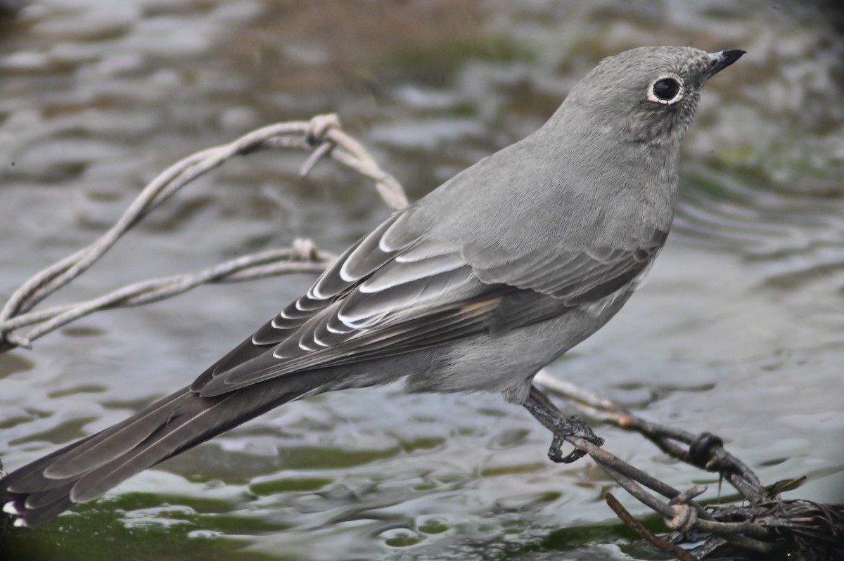 Townsend's Solitaire - ML515123331