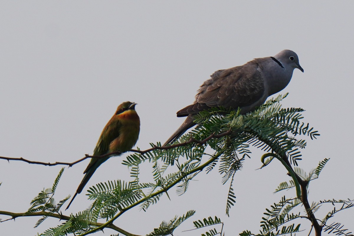 Eurasian Collared-Dove - Sundar Muruganandhan