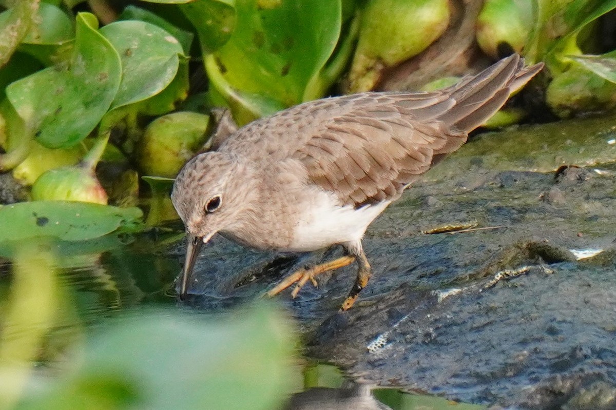 Temminck's Stint - Sundar Muruganandhan